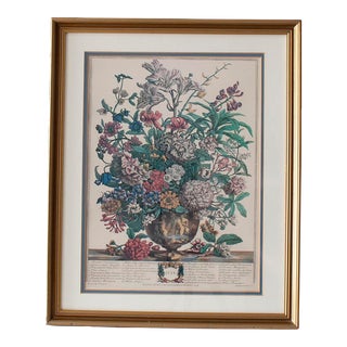 Mid 20th Century, Robert Furber "June" Botanical Reproduction Print After Fuller, Framed For Sale
