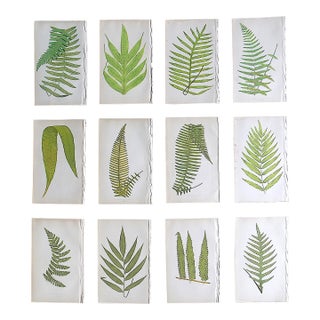 Antique 19th Century Botanical Fern Wood Engravings - Set of 12 For Sale