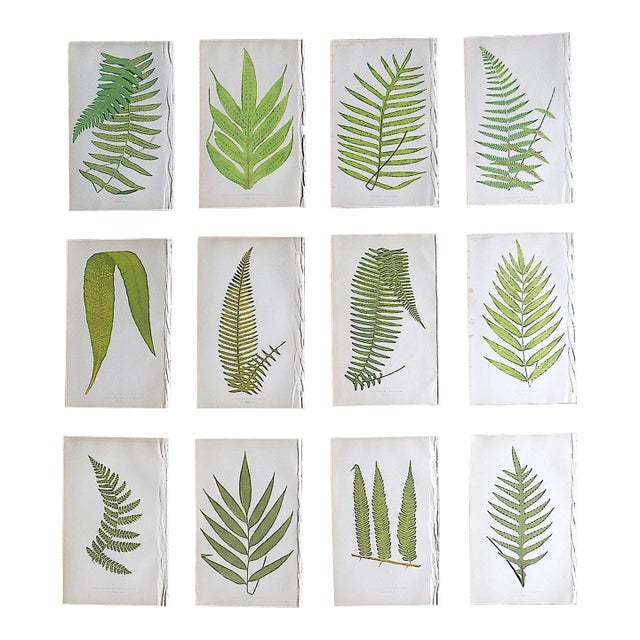 Antique 19th Century Botanical Fern Wood Engravings - Set of 12 For Sale