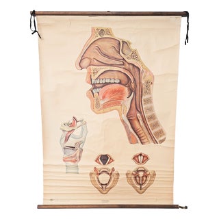 Vintage School Poster Larynx, 1940s For Sale