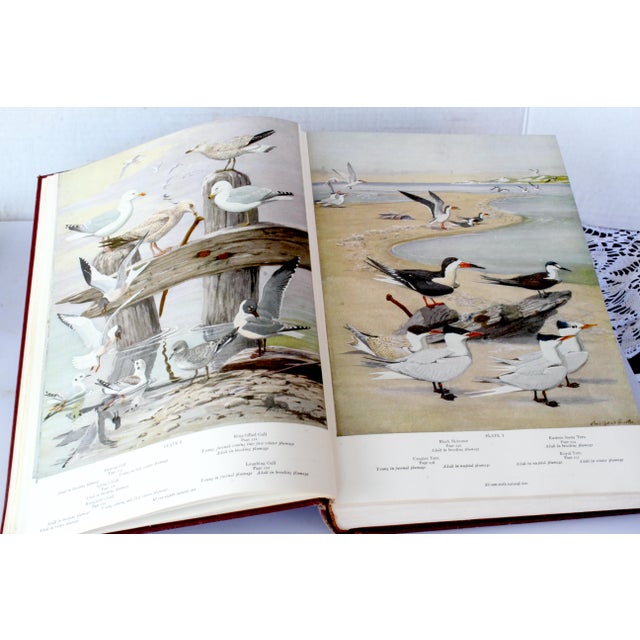 A Flight of 3 Elegant Bird Books – Audubon, Fuentes, Peterson –Oversized Illustrated Ornithology Editions For Sale - Image 12 of 15