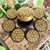 Elevate your home decor with our Hand Painted Paper Mache Trinket Box, beautifully adorned with a striking black and gold...