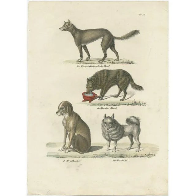 Antique print titled 'de nieuw-hollandsche hond - de herders hond - de drijfbrak - de keeshond'. Lithograph of various dog...