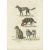 Antique print titled 'de nieuw-hollandsche hond - de herders hond - de drijfbrak - de keeshond'. Lithograph of various dog...