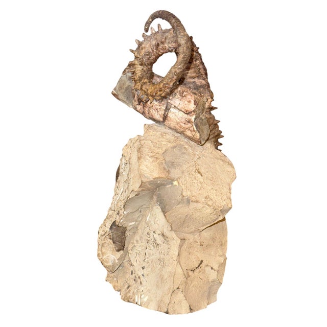 15th Century & Earlier Didymoceras Stevensoni Heteromorph Ammonite Fossil on Matrix, South Dakota. For Sale - Image 5 of 12