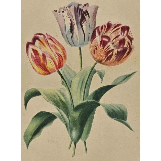 Tulips is a modern artwork realized by Edouard Maubert in 19th Century. Hand colored etching. Includes frame. Good...