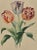 Tulips is a modern artwork realized by Edouard Maubert in 19th Century. Hand colored etching. Includes frame. Good...