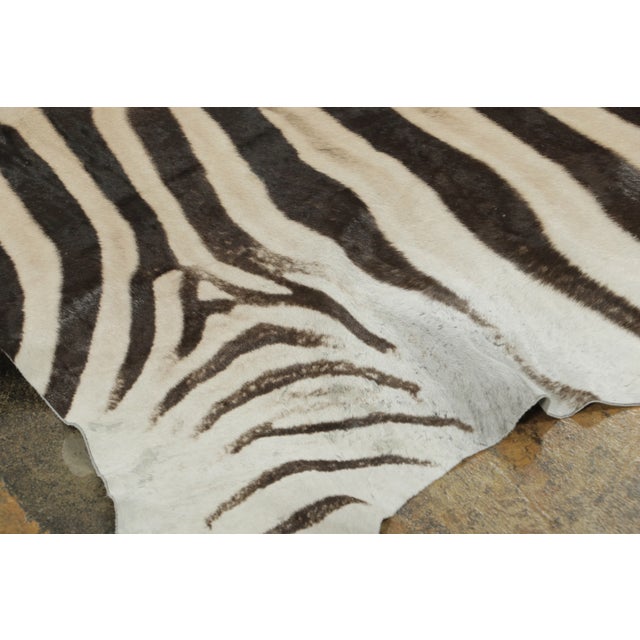 Animal Skin Rug & Kilim’s Contemporary Burchell Zebra Hide Rug With Classic Black Stripes (Pair) For Sale - Image 7 of 9