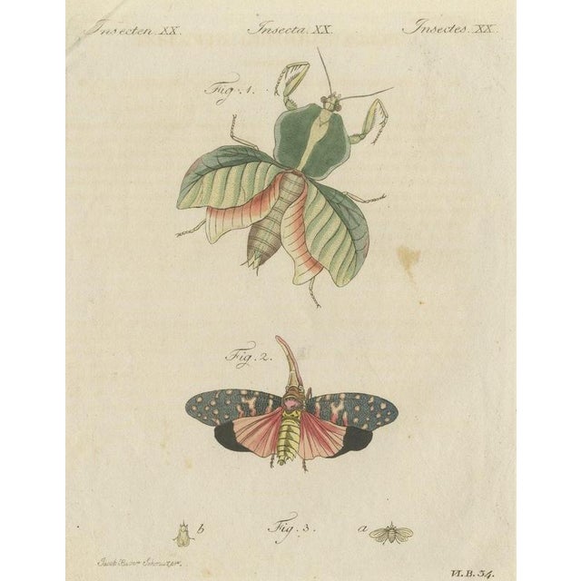 Bertuch, Walking Leaf and Chinese Lantern Fly, 1805, Print For Sale - Image 12 of 12