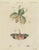 Bertuch, Walking Leaf and Chinese Lantern Fly, 1805, Print For Sale - Image 12 of 12