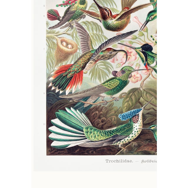 Hummingbirds Vintage Art Print Reproduction, Natural History Bird Artwork, 32" X 48" For Sale - Image 9 of 10