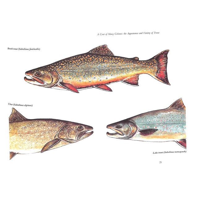 "In Praise of Trout" 1989 Profumo, David, Robinson, Alan For Sale In New York - Image 6 of 8