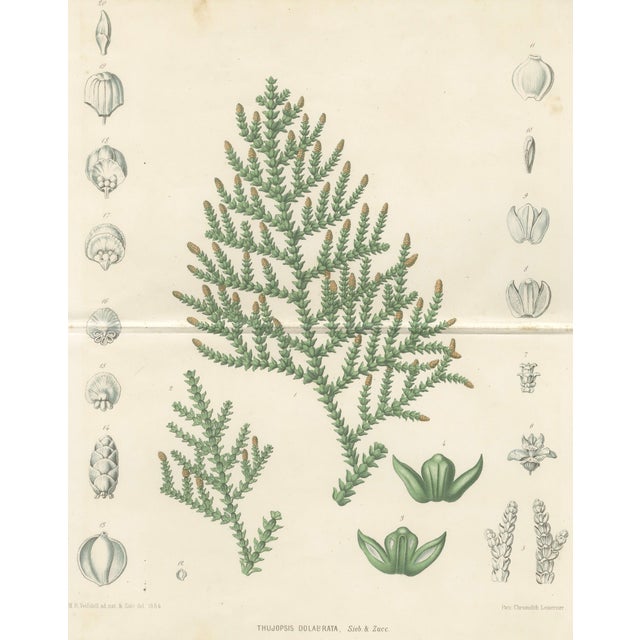 After Siebold & Zuccarini, Botanical Illustration of Thuopsis Dolabrata, 1856, Print For Sale - Image 3 of 9