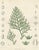 After Siebold & Zuccarini, Botanical Illustration of Thuopsis Dolabrata, 1856, Print For Sale - Image 3 of 9