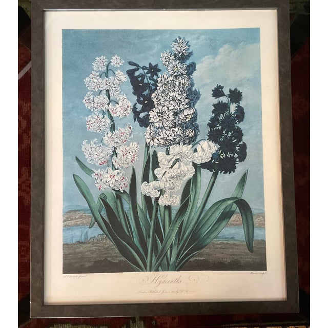 Illustration Framed Botanical Print From Dr. Robert Thornton's Temple of Flora (1812) "Hyacinths" For Sale - Image 3 of 9