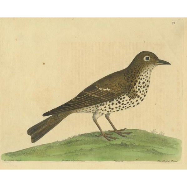 Albin, Mistle Thrush, Print For Sale - Image 3 of 6
