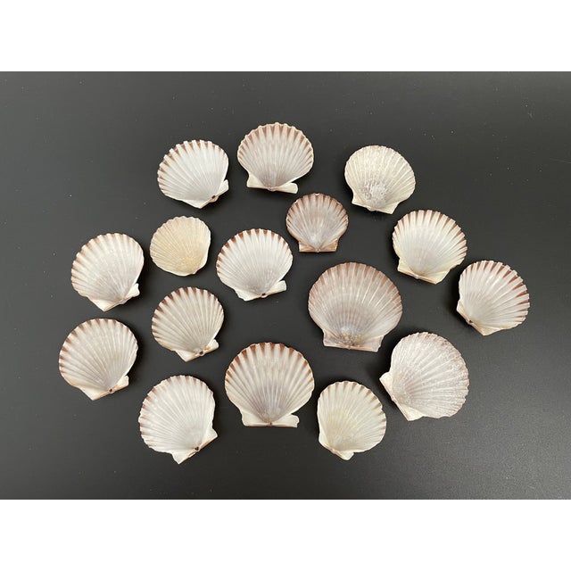 A mixed lot of 16 small scallop shells, perfect for prepping and serving seafood dishes such as baked shrimp, tuna tartare...