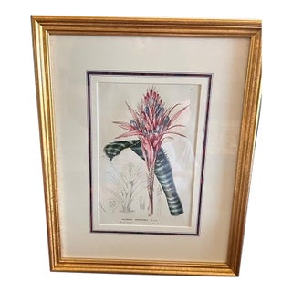 Mid 19th Century Victorian Botanical Lithograph - Queen's Tears - Friendship Plant For Sale