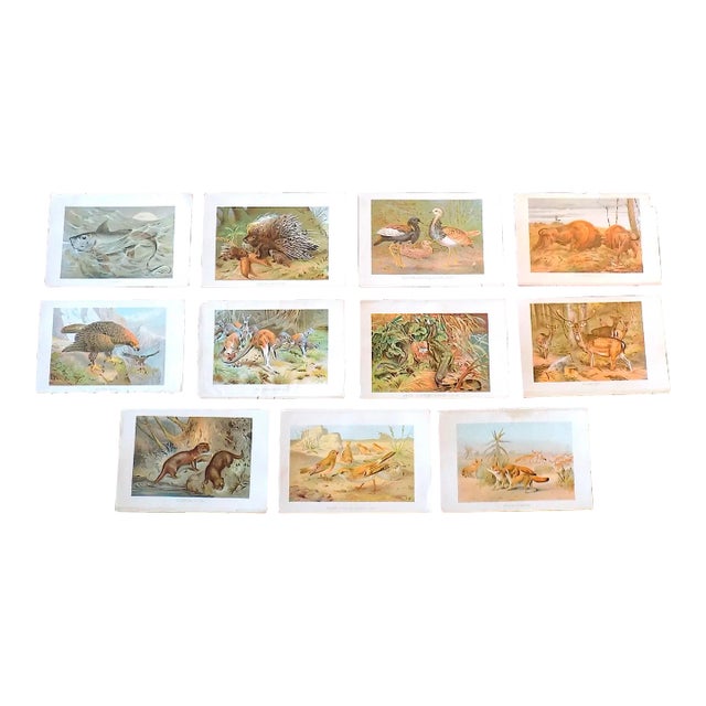 Antique 19th Century Animal/Fauna Lithographs - Set of 11 For Sale