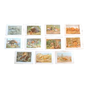 Antique 19th Century Animal/Fauna Lithographs - Set of 11