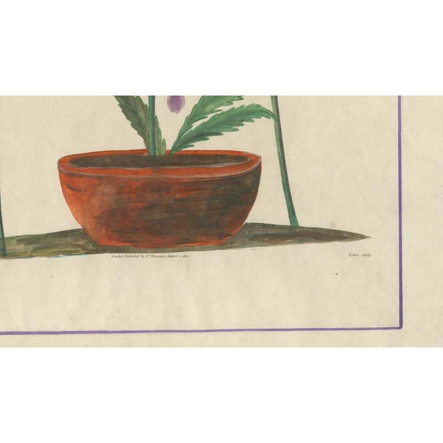 Early 19th Century After Peter Henderson, Anatomy of the Sarracenia or Pitcher Plant, 1802, Engraving For Sale - Image 5 of 9