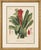 After De Vriese, Botanical Plate of Billbergia Thyrsoidea, 1856, Lithograph For Sale - Image 9 of 9