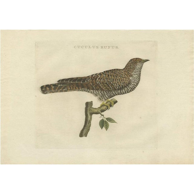 Paper Sepp & Nozeman, Bird Illustration of the Common Cuckoo, 1809, Print For Sale - Image 7 of 7