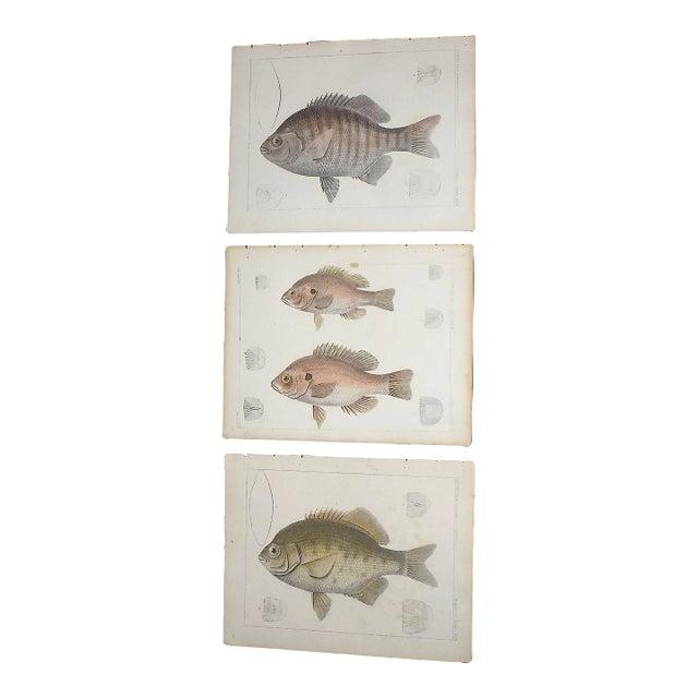 Antique 19th Century Hand Colored Fish Lithographs - Set of 3 For Sale