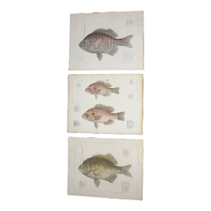 Antique 19th Century Hand Colored Fish Lithographs - Set of 3