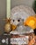 1981 Sandicast Schnauzer Figure For Sale - Image 13 of 15
