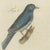 Bertuch, Five Exotic Birds, 1805, Print For Sale - Image 9 of 12