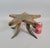 American Folk Art Star Pincushion on Mounted Cattle Horn Base, Early 20th Century For Sale - Image 9 of 9