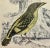 Late 19th Century Antique Hand Colored Bird Print From England Showcasing a Pair of Horsfield’s Eurylaimes - Circa 1870 For Sale - Image 5 of 12
