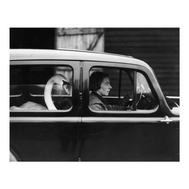 Swan in a Car, Silver Gelatin Fibre Print, 1936 / 1939, Printed Later For Sale