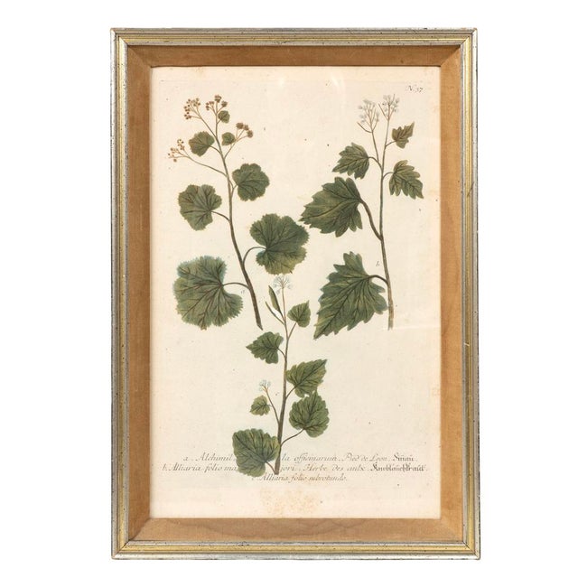 Set of Eight Framed Botanicals by J. Wilhelm Weinmann For Sale - Image 16 of 17