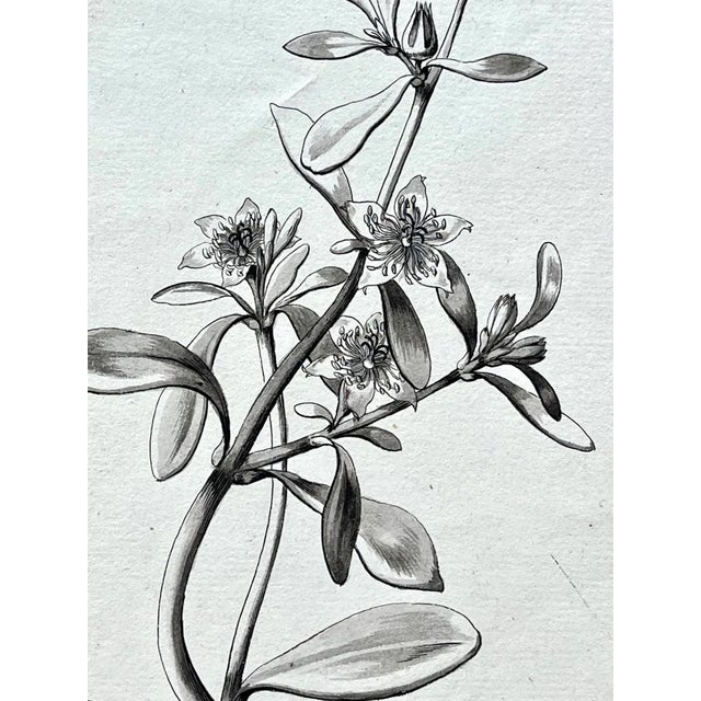 Original Antique Botanical Watercolor and Ink Painting by A. G. Weiss Circa 1865 For Sale - Image 4 of 7