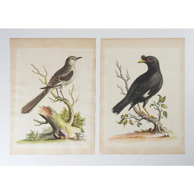 Mid 18th Century Antique George Edwards Hand Colored Bird Etchings - a Pair For Sale - Image 5 of 5