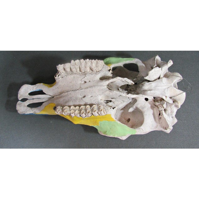 Bone 1980s Hand-Painted Bovine Skull Sculpture in Southwestern Folk Art Style For Sale - Image 7 of 10