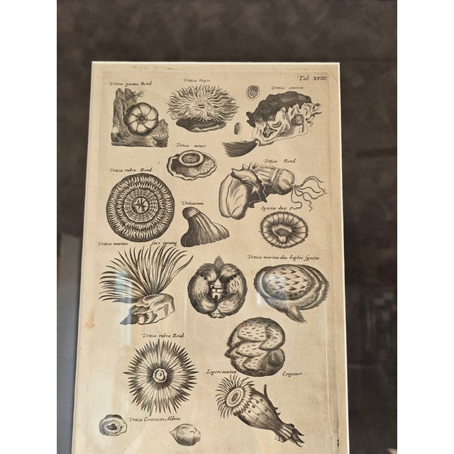 Framed antique marine life engraving depicting sea anemones, shells, and related ocean specimens rendered in exceptional...