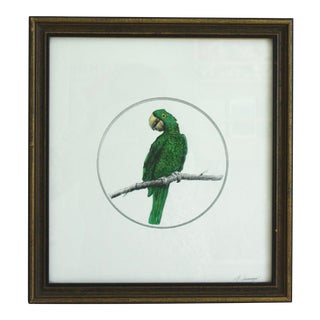 Original Parrot Watercolor and Ink Painting For Sale