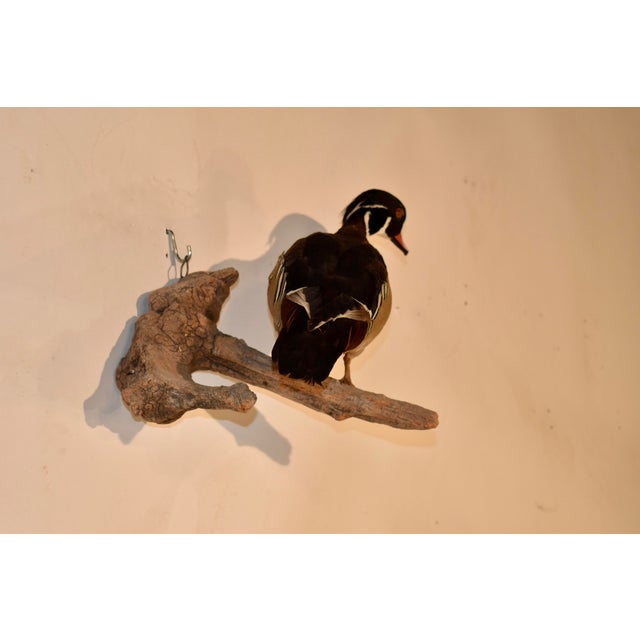 Wall Mount of a Wood Duck on Wood, Circa 1970 For Sale In Greensboro - Image 6 of 6