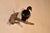 Wall Mount of a Wood Duck on Wood, Circa 1970 For Sale In Greensboro - Image 6 of 6