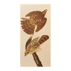 1966 Vintage Farmhouse Cottage Style Print "Stanley Hawk" After John James Audubon