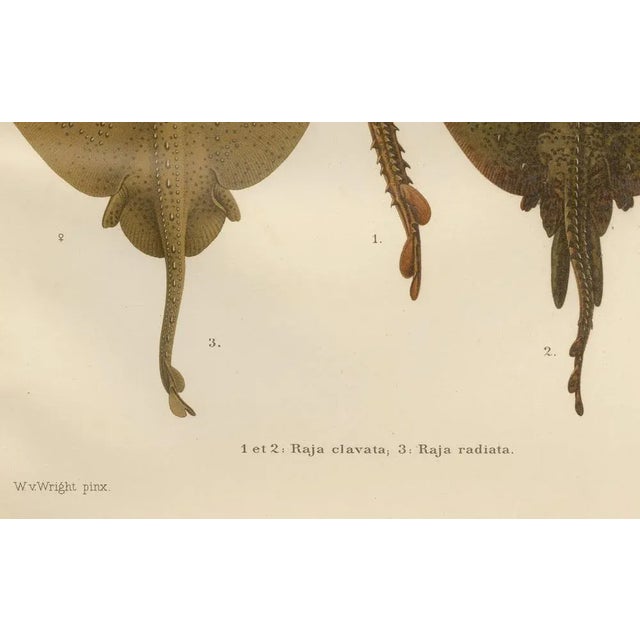 W. v. Wright, Thornback and Starry Rays from Pisces Scandinaviae, 1895, Lithograph For Sale - Image 3 of 10