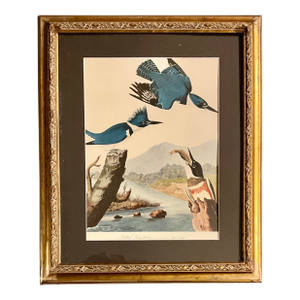 1960s The King Fisher Audubon Folio Original Prints John James Audubon Great Bird Paintings Solid Wood Framed
