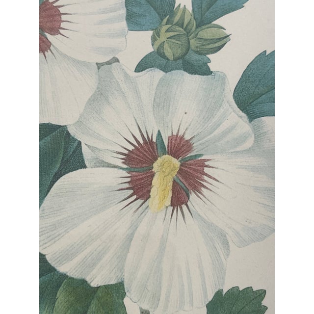 Vintage P.J.Redoute Hibiscus Bitanical Floweers Chromolithograph in a beautiful gold frame.