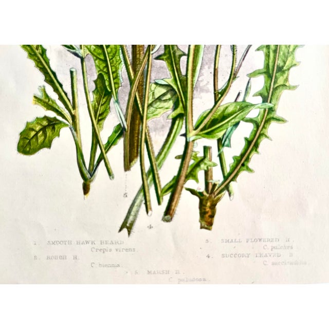 Late 19th Century Antique Floral Botanical Hand Colored Lithograph Print 1860 For Sale - Image 5 of 5