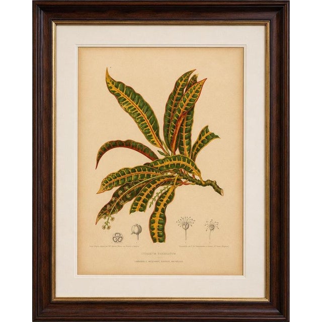 Title: original garden croton (joseph's coat) botanical chromolithograph, c. 1880 : an exceptional original antique...