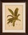 Title: original garden croton (joseph's coat) botanical chromolithograph, c. 1880 : an exceptional original antique...