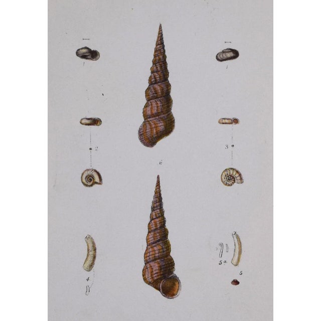 19th Century Antique Hand Colored English Shell Prints by John Jeffreys 1869- a Pair For Sale - Image 9 of 11